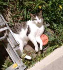 Lost Cat