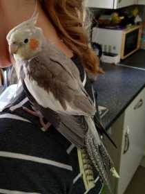 Lost Cockatiel