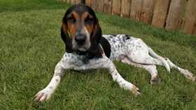 Lost Dog