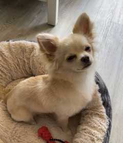 Lost Dog