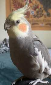 Lost Cockatiel