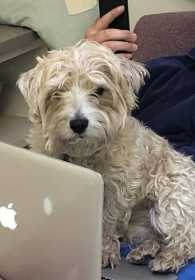 Lost Dog