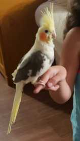 Lost Cockatiel