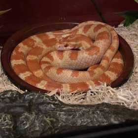 Lost Snake