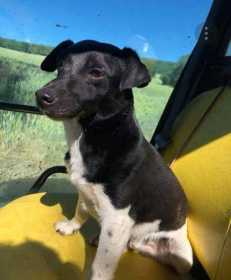 Lost Dog