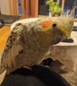 Lost Cockatiel