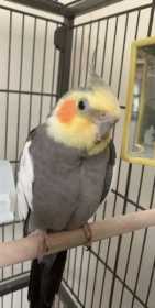 Lost Cockatiel