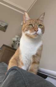 Lost Cat