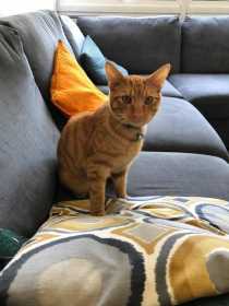 Lost Cat