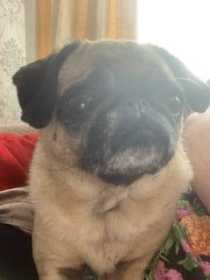 Lost Dog