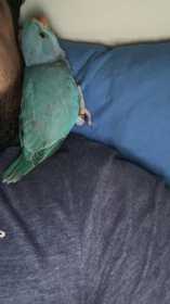 Lost Indian Ringneck Parakeet