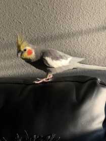 Lost Cockatiel