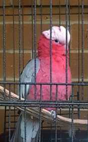 Lost Galah Cockatoo