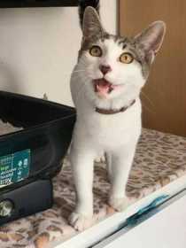 Lost Cat