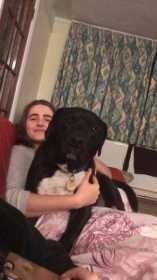 Lost Dog