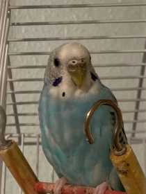 Lost Parakeet