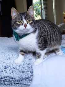 Lost Cat