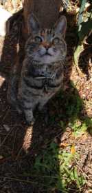 Lost Cat