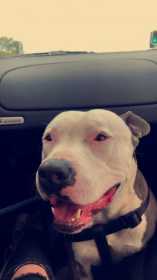 Lost Dog