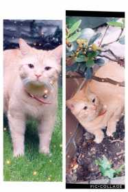 Lost Cat