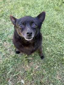 Lost Dog
