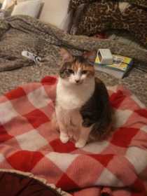Lost Cat