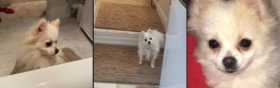 Lost Dog