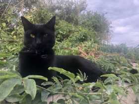 Lost Cat