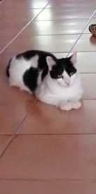 Lost Cat