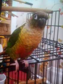 Lost Conure