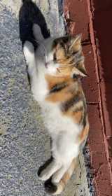 Lost Cat