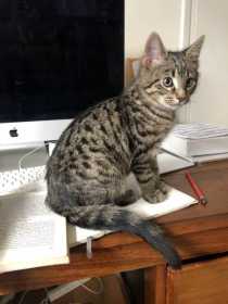 Lost Cat