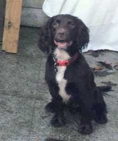 Lost Dog