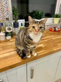 Lost Cat