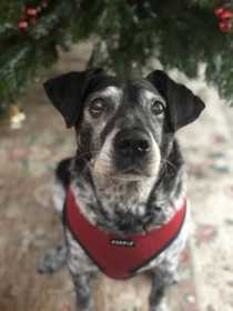 Lost Dog