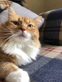 Lost Cat