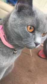 Lost Cat