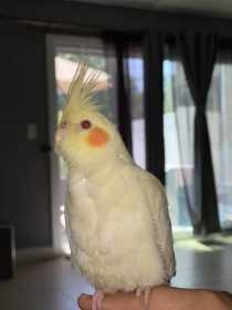 Lost Cockatiel