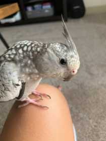 Lost Cockatiel