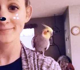 Lost Cockatiel