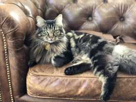 Lost Cat
