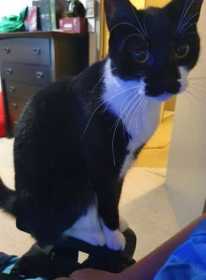 Lost Cat