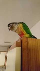 Lost Conure