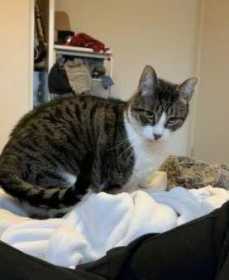 Lost Cat