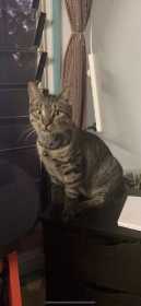 Lost Cat