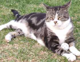 Lost Cat