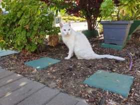Lost Cat
