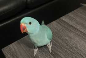 Lost Indian Ringneck Parakeet