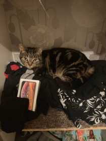 Lost Cat