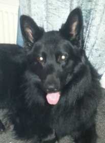 Lost Dog